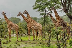 Phezulu Safari Park & Tala Game Reserve-tur fra Durban