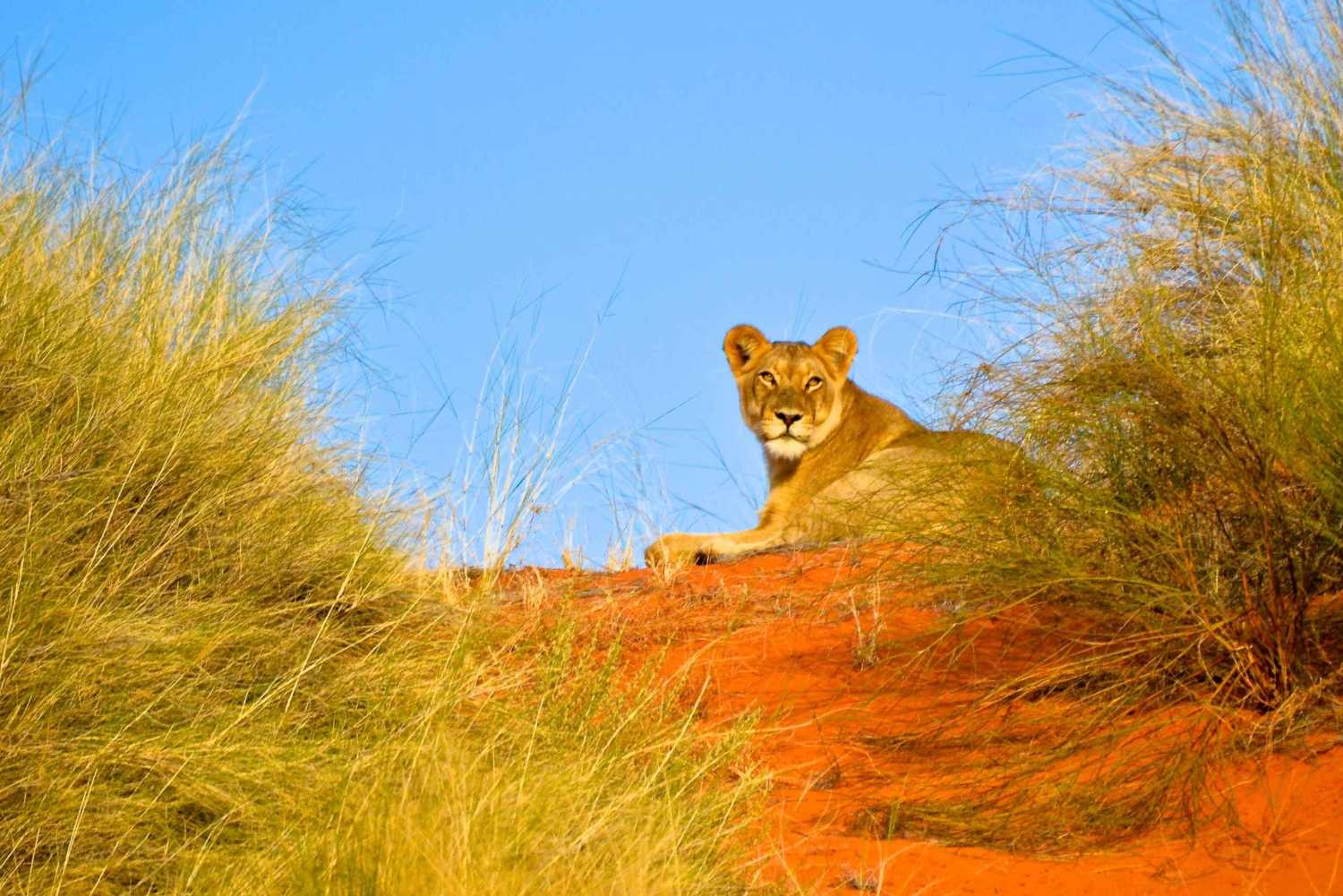 Durban: Hluhluwe Imfolozi Safari & iSimangaliso Tour