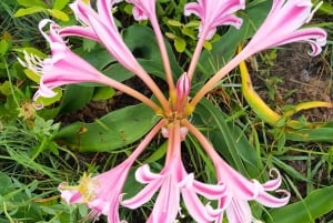 Santa Lucía: paseo en barco y a pie por el parque de iSimangaliso