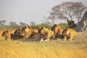 Tala Game Reserve Full Day Tour from Durban