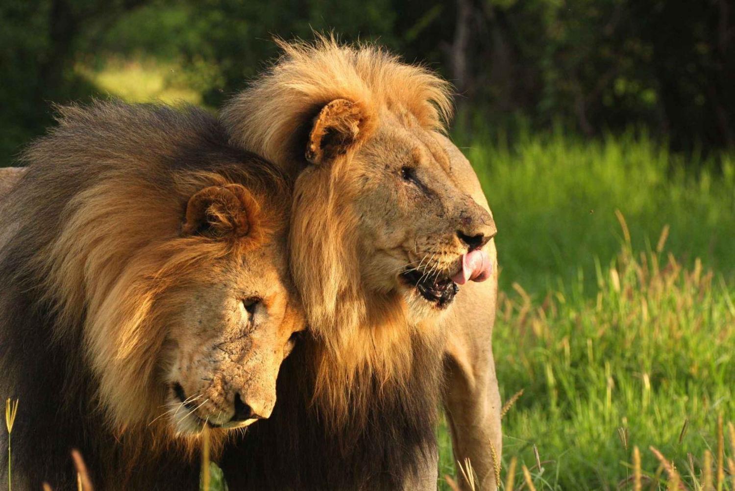 Tala Game Reserve & Natal Lion Park 1/2 Day Tour from Durban
