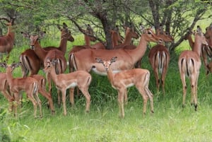 Tala Game Reserve, Natal Park og Phezulu dagsomvisning fra Durban
