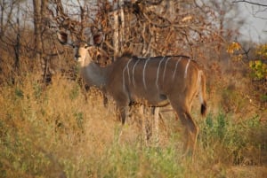 Tala Game Reserve, Natal Park og Phezulu dagsomvisning fra Durban