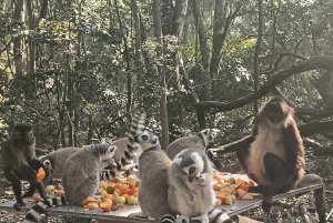 Tour di 1 giorno sulla Garden Route: Da Port Elizabeth alle falesie