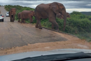 10 dagers rundreise i Sør-Afrika fra Johannesburg til Cape Town