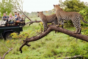 Safari de 12 jours - De Johannesburg au Cap