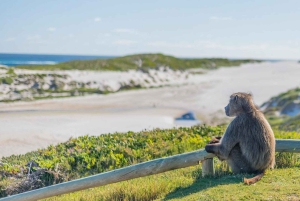 3-tägige private Tour: Good Hope Tafelberg & Robben Island