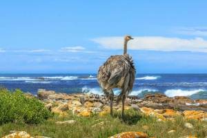 3-tägige private Tour: Good Hope Tafelberg & Robben Island