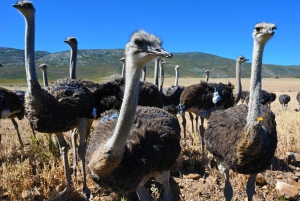 3-tägige private Tour: Good Hope Tafelberg & Robben Island
