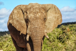 4-Day Addo to Karoo Safari