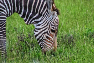 4-Day Addo to Karoo Safari