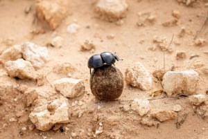 カルー サファリへの 4 日間のアド