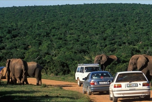 4-dniowe safari po Garden Route i Wine Route z Kapsztadu