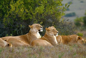 4-daagse Tuinroute & Wijnroute safari vanuit Kaapstad