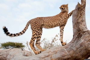 4-tägige Kleingruppentour auf der Garden Route ab Kapstadt