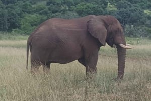 4-tägige Kleingruppentour auf der Garden Route ab Kapstadt