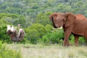 4-Day The Ultimate Schotia, Addo Elephant and Pumba Safari