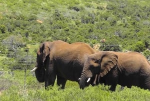 4-Day The Ultimate Schotia, Addo Elephant and Pumba Safari