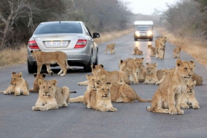 5-daagse Tuinroute privé-safari vanuit Kaapstad