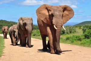 5 Day Garden Route Tour from Cape Town + Addo National Park