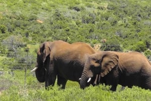Garden Route Tour nach Kapstadt [5 Tage] : Port Elizabeth