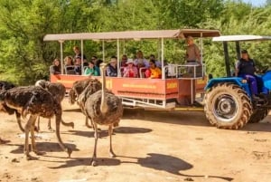 Garden Route Tour nach Kapstadt [5 Tage] : Port Elizabeth