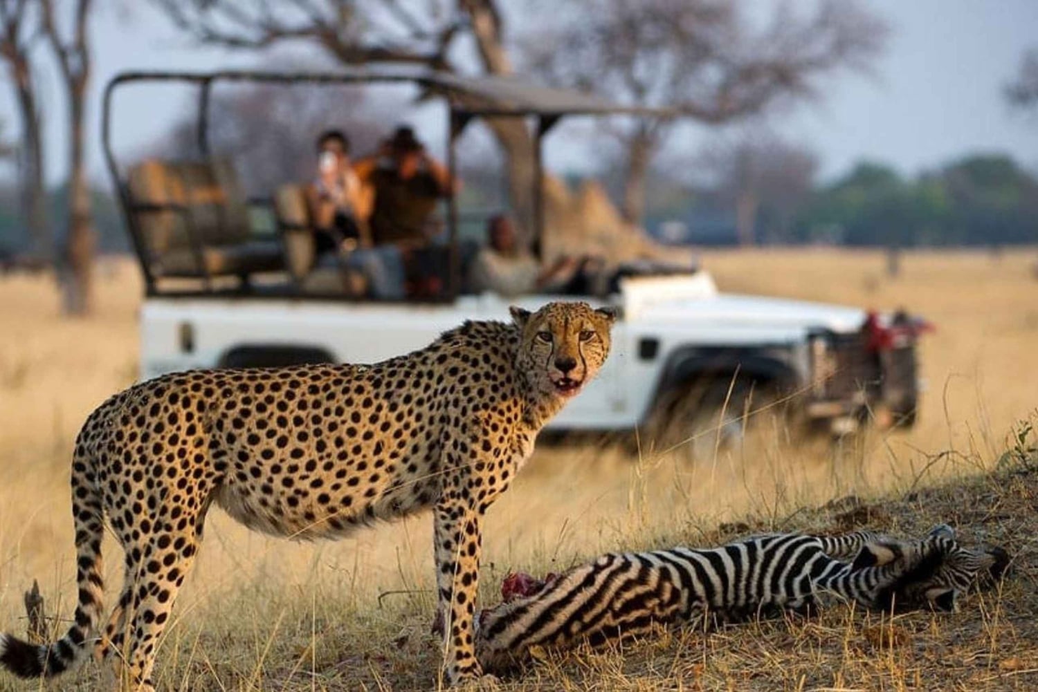 Tour en grupo reducido de 5 días por la Ruta de los Jardines desde Ciudad del Cabo