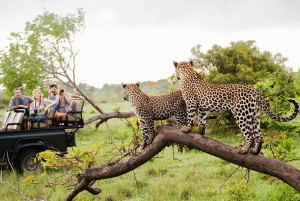 Tour di 5 giorni in Sudafrica: Città del Capo, safari e Garden Route