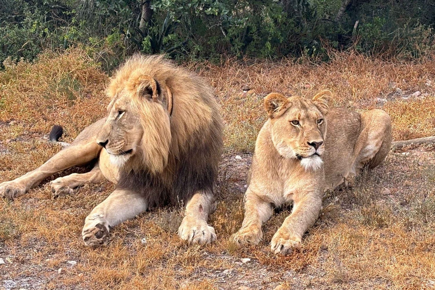 Addo: Addo Elephant National Park Guided Safari with Lunch