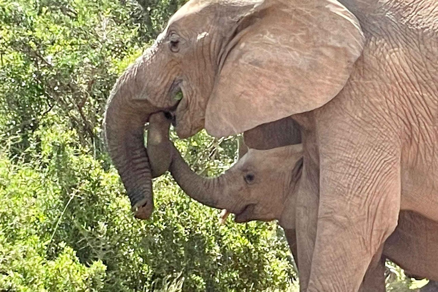 Addo: Addo Elephant National Park Guided Safari with Lunch