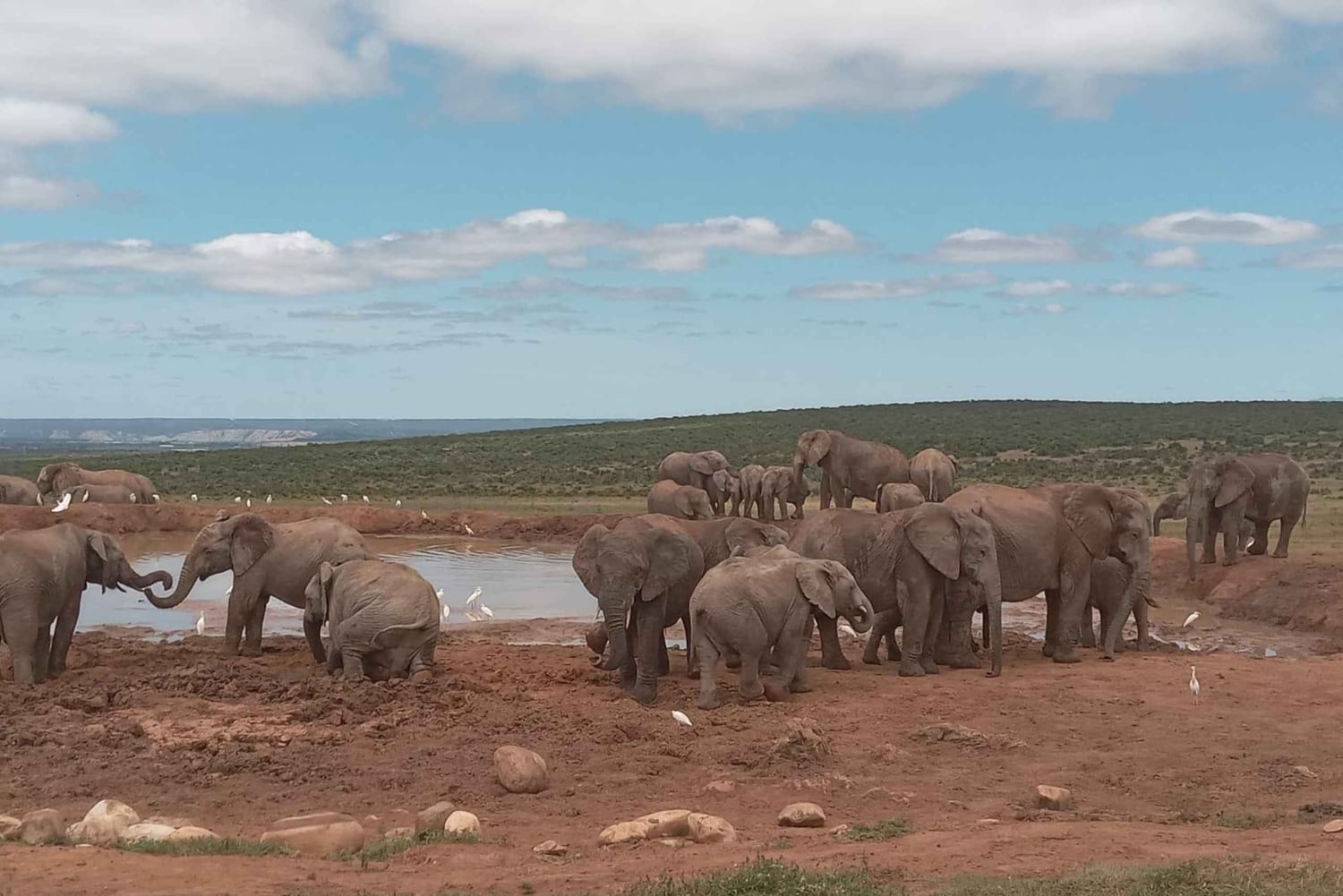 Addo: Addo Elephant National Park Guided Safari with Lunch