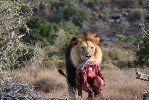 Addo: Addo Elephant National Park Guided Safari with Lunch