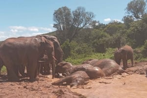 Addo: Addo Elephant National Park Guided Safari with Lunch