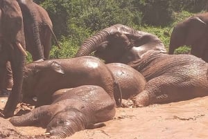 Addo: Addo Elephant National Park Guided Safari with Lunch