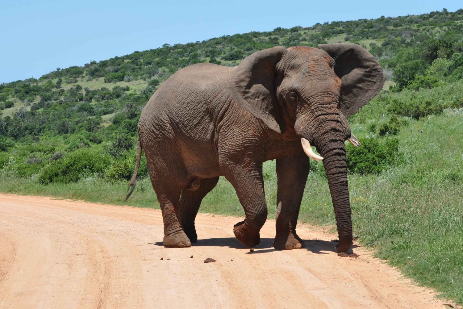 Addo: tour safari nel Parco Nazionale degli Elefanti di Addo