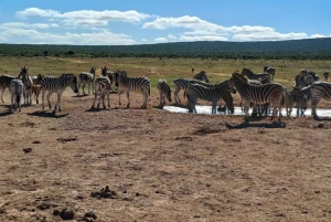 Addo: tour safari nel Parco Nazionale degli Elefanti di Addo