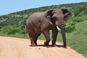 Addo: tour safari nel Parco Nazionale degli Elefanti di Addo
