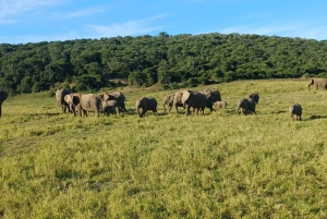 Addo: tour safari nel Parco Nazionale degli Elefanti di Addo
