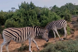 Addo: tour safari nel Parco Nazionale degli Elefanti di Addo