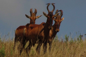 Addo: tour safari nel Parco Nazionale degli Elefanti di Addo