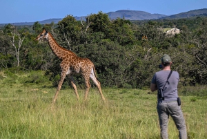 Addo: Bellevue Forest Guided Giraffe Walking Safari