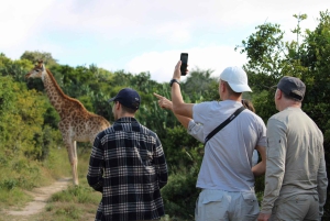Addo: Bellevue Forest Guided Giraffe Walking Safari