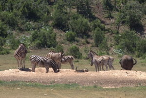 Addo big 5 -kiertue