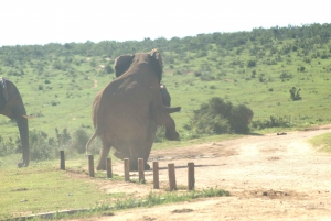 Addo big 5 -kiertue