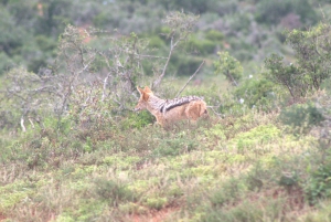 Addo big 5 -kiertue