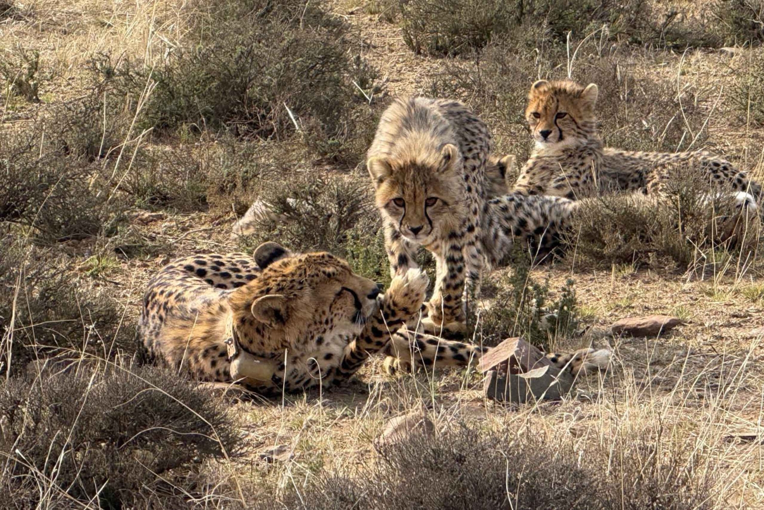 Addo Elephant & Mountain Zebra-Nationalpark: 2-tägige Safaris