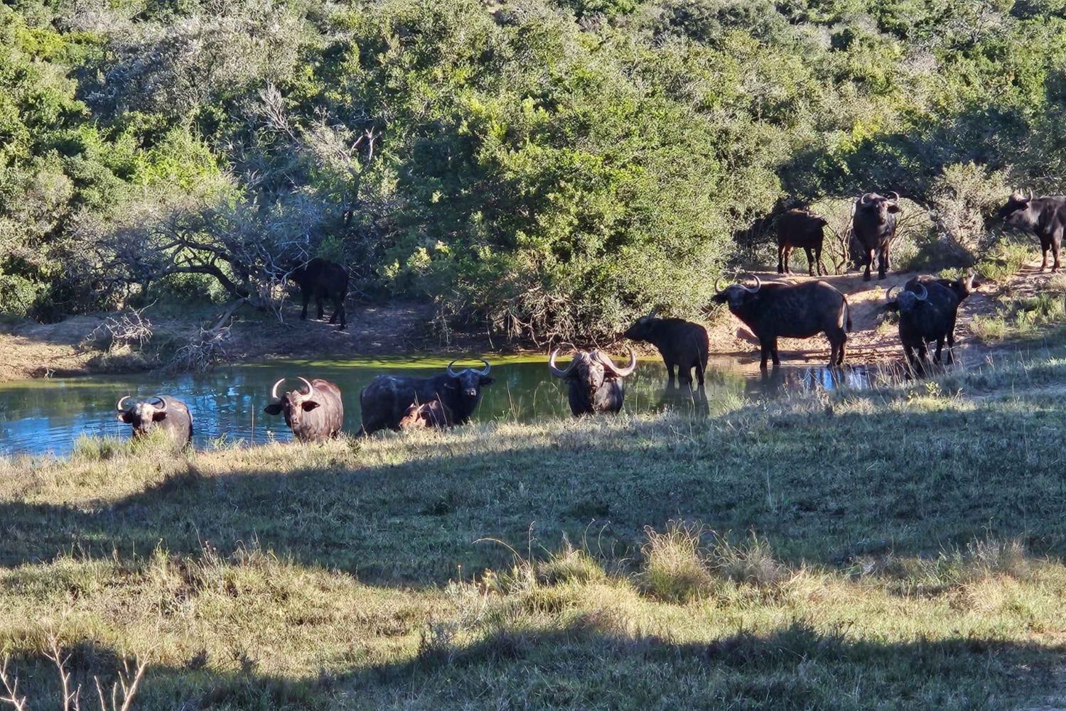 Addo Elephant & Mountain Zebra-Nationalpark: 2-tägige Safaris