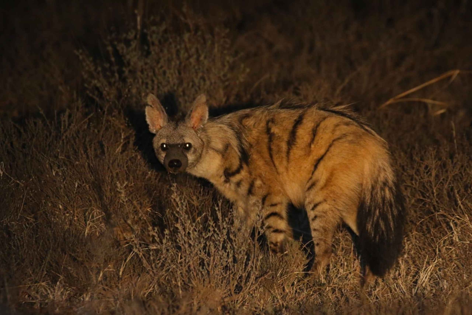 Addo Elephant & Mountain Zebra-Nationalpark: 2-tägige Safaris