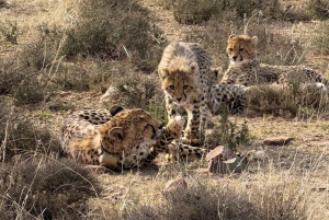Addo Elephant & Mountain Zebra-Nationalpark: 2-tägige Safaris