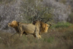 Addo Elephant & Mountain Zebra-Nationalpark: 2-tägige Safaris